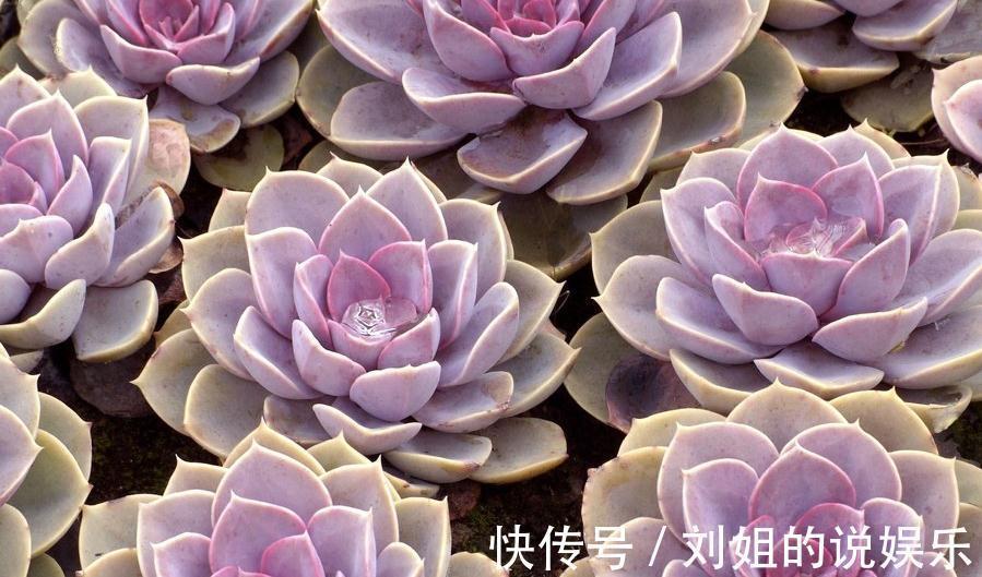 多肉盆栽不用买，有片叶子就能扦插出一盆，真好养