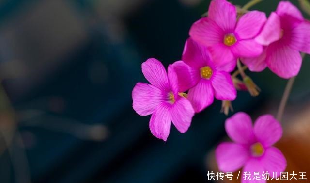 养了就“稳赚”的4种花，一盆变多盆，多盆变无数盆！