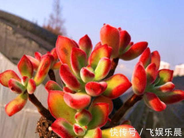 叶片|多肉锦晃星产生病害的3个原因,解决起来不难,室内养护更好