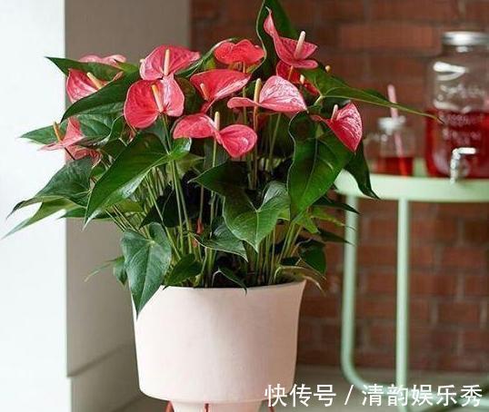 室内养花,盆栽首选懒人花,这4款适应性强、花期长、花量还大