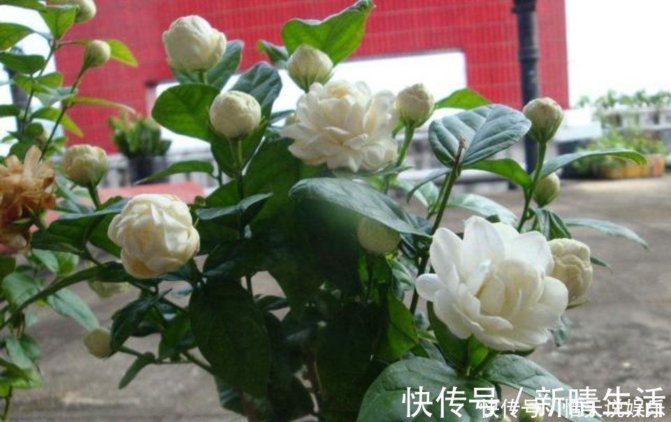 极品|茉莉中的极品，比栀子香10倍，庭院养一株，香飘满园，不种后悔