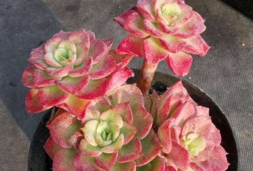 多肉高贵养出状态以后如同气质高雅的贵妇,但养不好就会秒变村姑