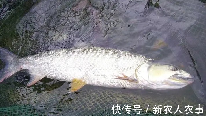 江苏一男子野钓捅了水老虎窝，一不小心就爆护了，网友：适当索取