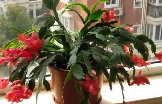 想让蟹爪兰在“春节”开花,提前“喂点它”,花芽乱窜,花朵多!