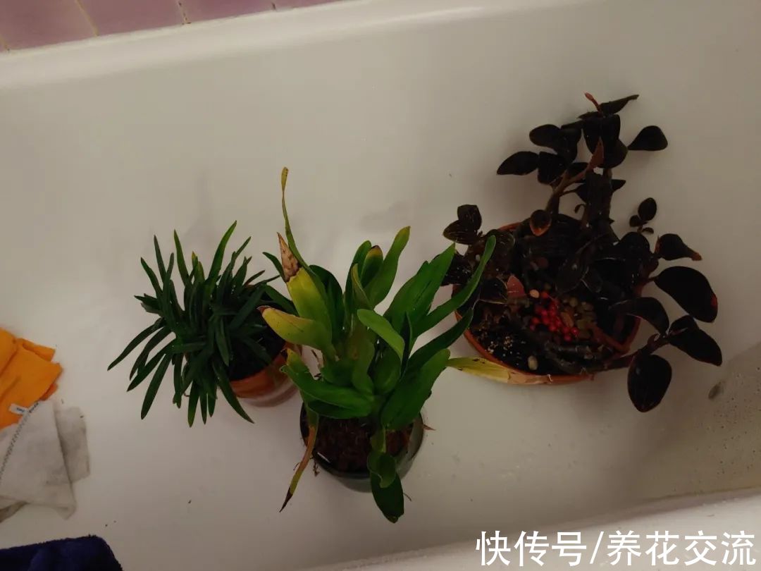 喷洒|养花容易感染红蜘蛛，喷这几种药可以解决，喷洒前要做几个动作