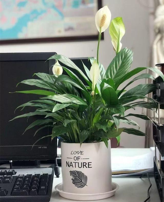 养花施肥多麻烦!浇花水兑“养花宝”,实用又有效!