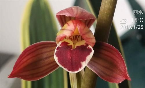  花型|新手养兰花，这款很合适，花型正格，叶艺很完美，花开时满室皆香