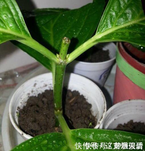 现在扦插此4种花,一周就长芽生根,一棵变多棵,成养花大户了