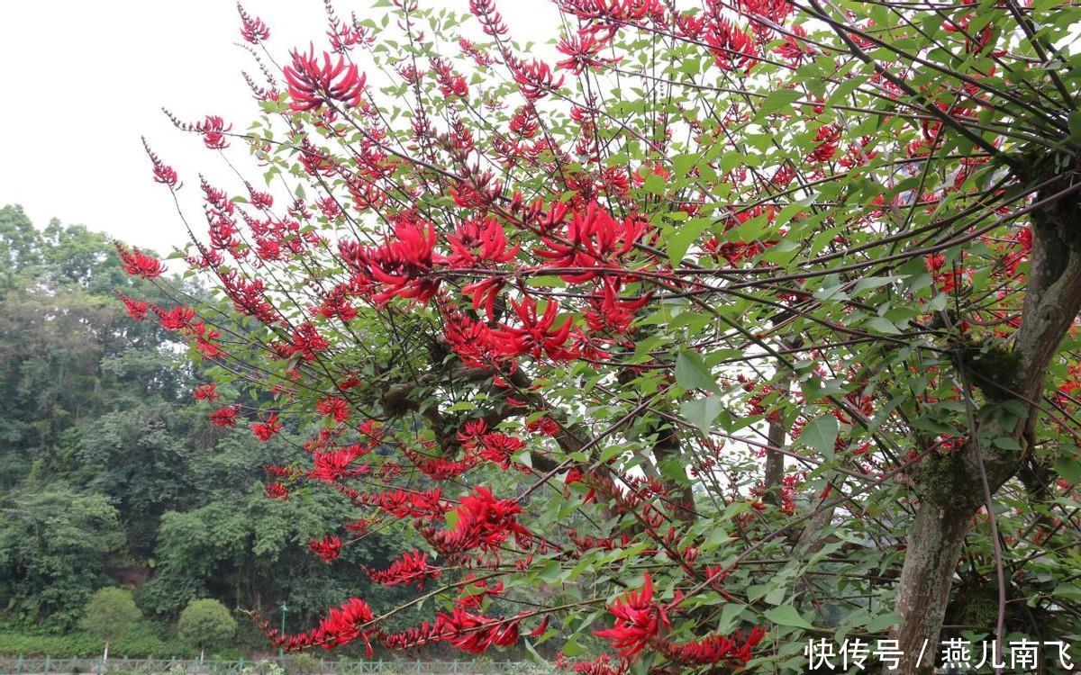 城区|沐川县城区：龙牙花开红似火