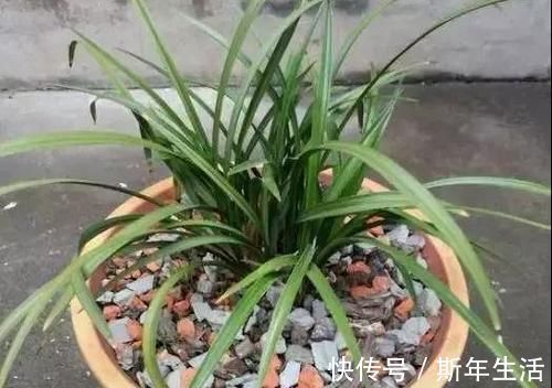 捡拾2种树皮回来养花，花盆里埋1点，不烂根、不黄叶，长的旺