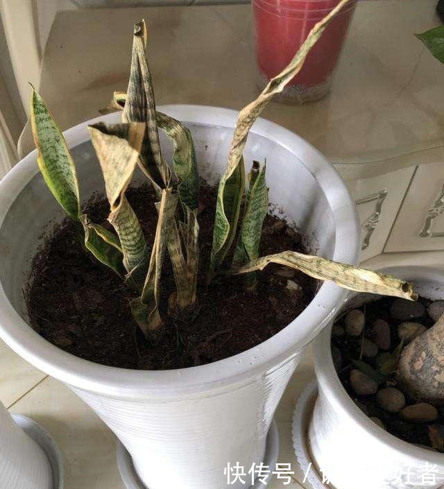 虎皮兰土加“一料”,7天蹭蹭冒小笋,叶片翠绿,独苗变繁花老桩!