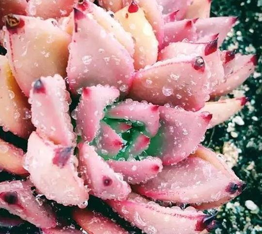 超详细多肉浇水大全