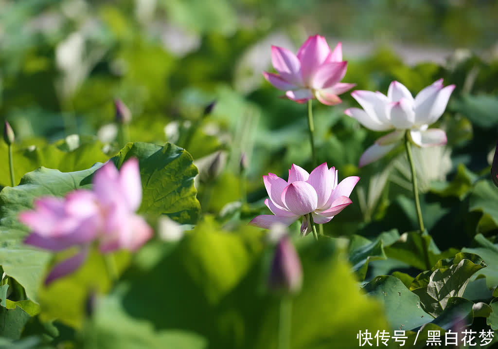 荷花|广西柳州：芒种到 荷花绽放正艳