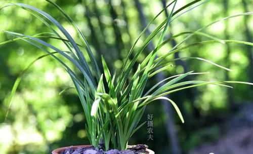 3月份养春兰和蕙兰，护花催芽两不误，有哪些技巧？