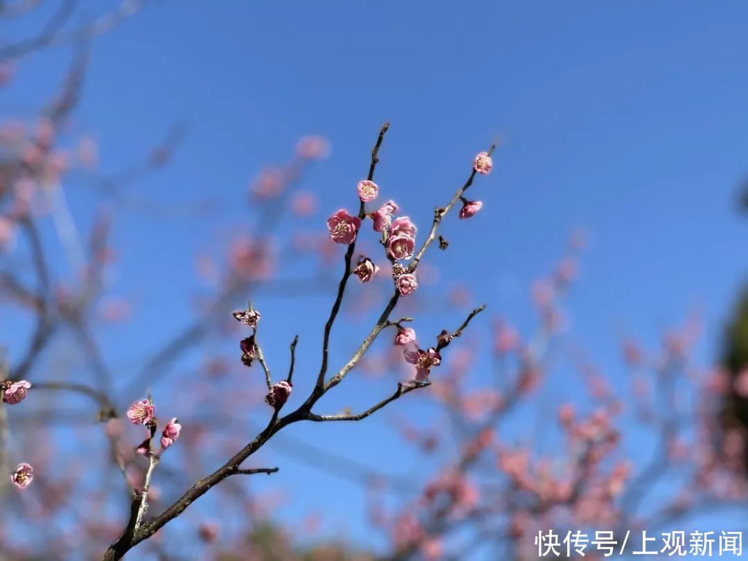 金海“梅”景，亦是美景