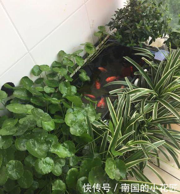 养铜钱|铜钱草不用买,去河边扯一点,浇点水就能活,两月长满盆