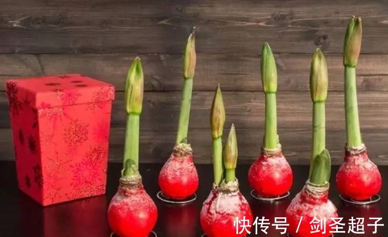 网红封蜡朱顶红,懂花的人不忍心买,看着就遭罪