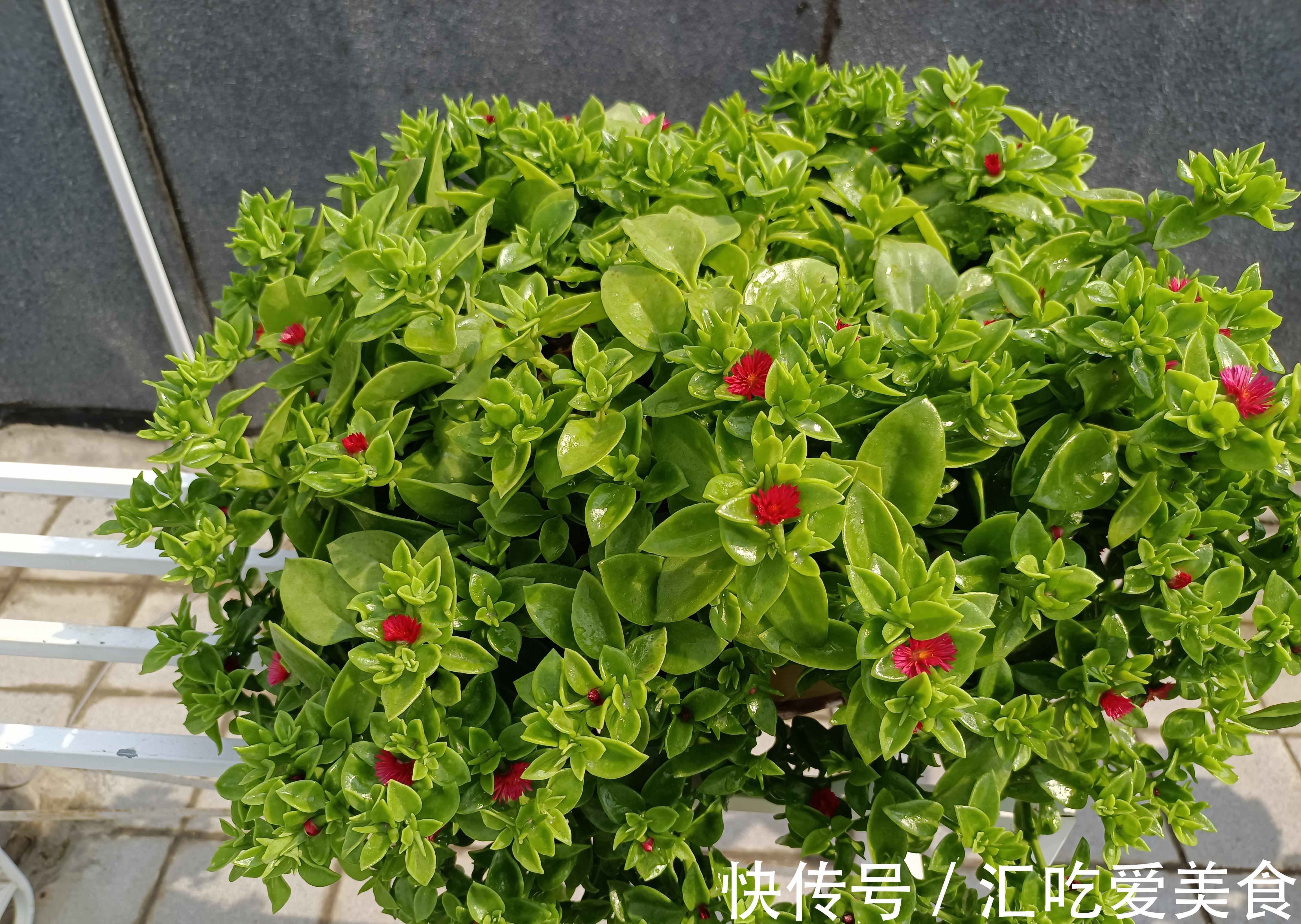 牡丹吊兰开得正艳，皮实好养，花叶俱美，还是美味菜肴