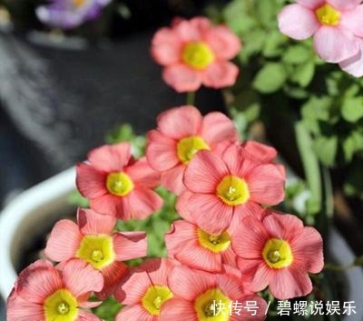 每次|酢浆草可是潜力股,每次开花一大片,冬天不开花,3点原因在搞鬼