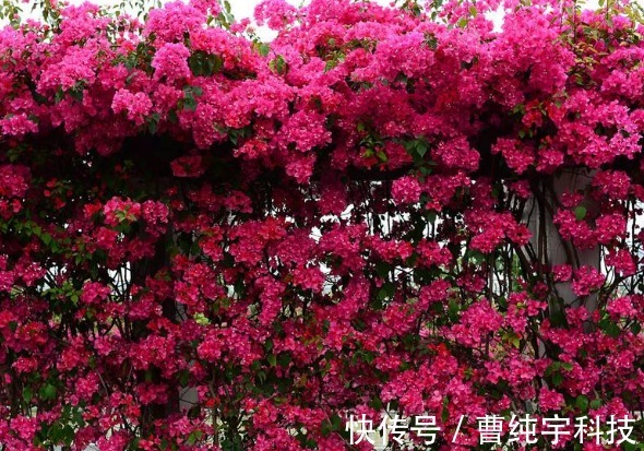 三角梅|养花就养能“爬墙”的,花开密集繁茂,花色红艳,养在阳台美极了