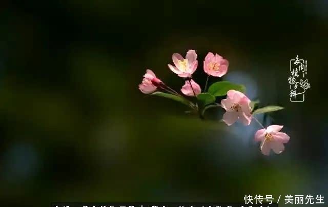 多肉——入了我的时光画卷！