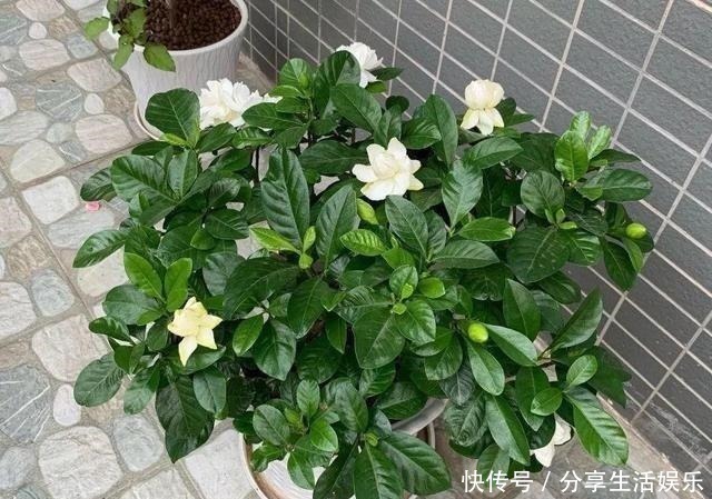 植株|养茉莉花、栀子花，做到“4个多”，2年长成“小树”，开花更多！