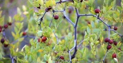 大天亮|此物能治疗失眠症状,每天睡前喝一点,或许一觉睡到大天亮