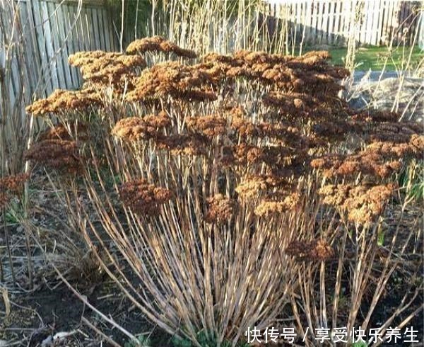 路边见这种花别小瞧,它就是“长药八宝”,家里养一棵不怕蚊子咬!