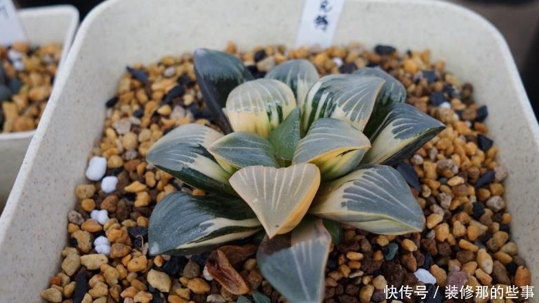 根部|出现这4种状况,就该给多肉换盆了,别犯懒!