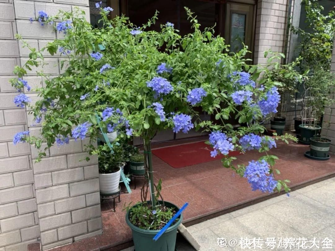 马齿苋花|山东马齿苋老桩，年年开花像小树，网友直呼：假的吧