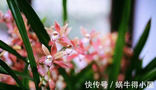 焕发|兰花难发新芽，注意“三害一控”，焕发根系活力，荷瓣逾百兰香浓