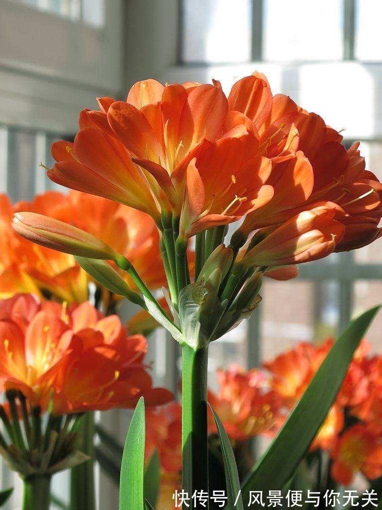 如何挑选君子兰优质君子兰有明显的“特点”，花大色艳叶片美