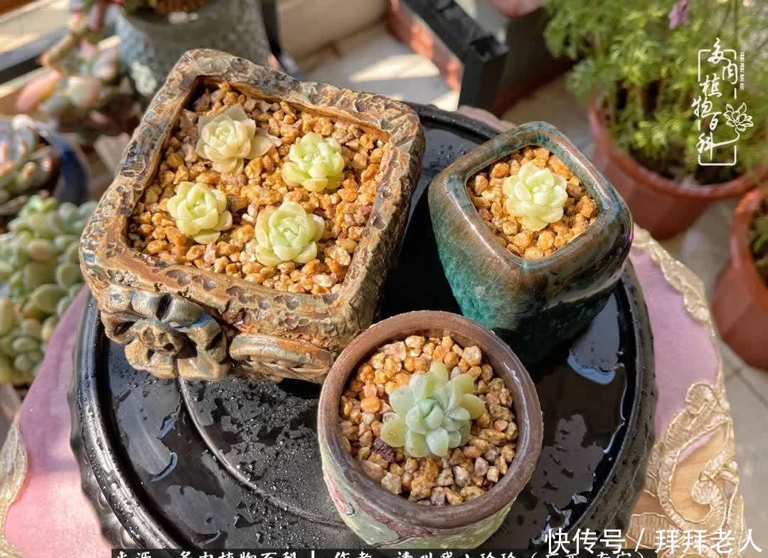 多肉与我，不负时光韶华！