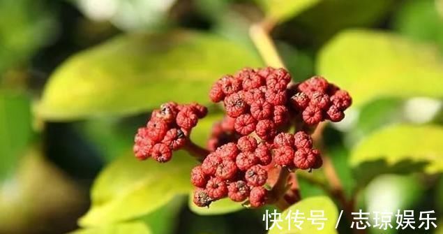 吴茱萸|治头痛特效方！仅4味药，通经活络，一剂见效，比止痛药好10倍！