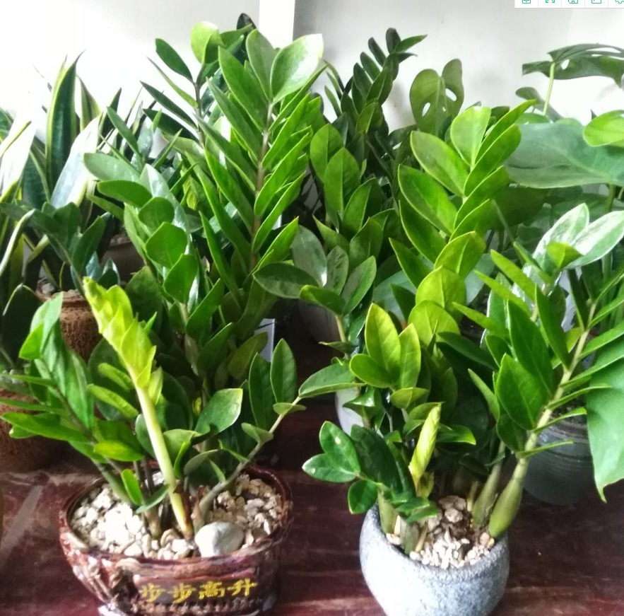 一种懒人植物，最怕浇水，一浇水黄叶又烂根！