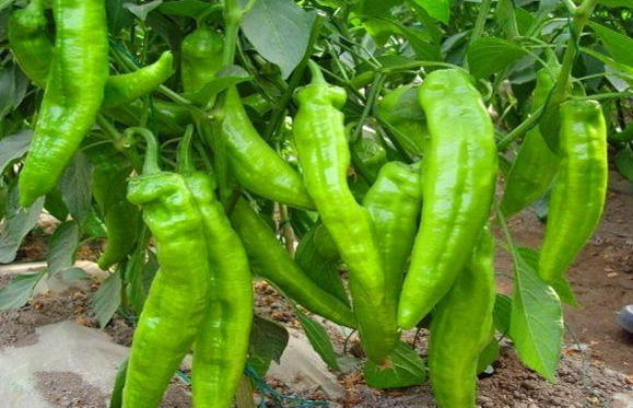 滋润|适合女性吃的3种食物,美容养生、滋润肌肤,爱吃就赚了!