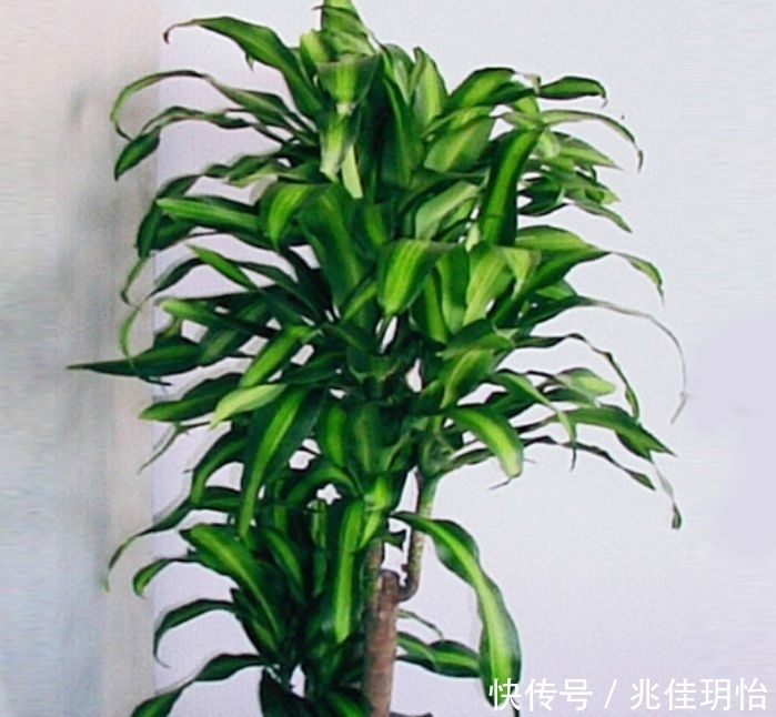 3种花养了就爆盆，净化空气，杀菌去异味，家家必备！