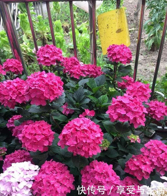 地栽绣球花,不用管都能开满花,盆栽也可以,方法对就没问题!