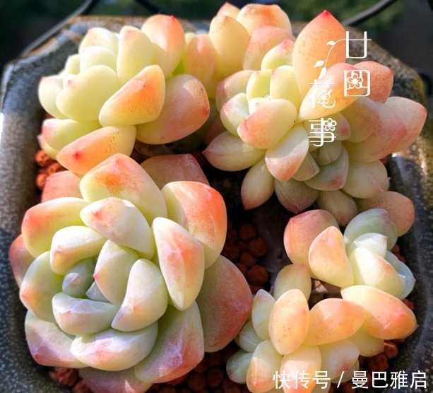 9种多肉小巧精致,易出状态爱群生,浓妆淡抹总相宜,适合女生