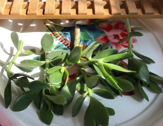 3种植物特别耐旱,客厅养一盆,1个月浇1次水,不用管理也漂亮