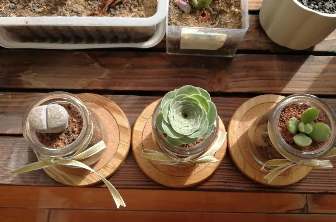 塑料瓶|旧筷子、老干妈瓶别扔,拿来养花效果好,省下一笔养花钱