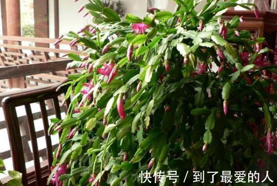 蟹爪兰,仙人掌科附生肉质植物!日常注意4要点,花开爆盆