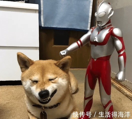 间谍|来自汪星的间谍,经常游走各种动漫本汪可塑性还是很高滴!