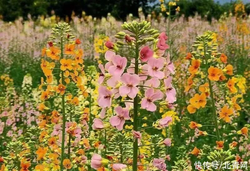 你见过彩色油菜花吗？快到顺庆渔溪来观赏