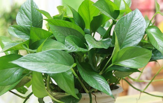 绿萝|喜欢养花，就养这4种花，漂亮好养花期长，用来净化空气最适合