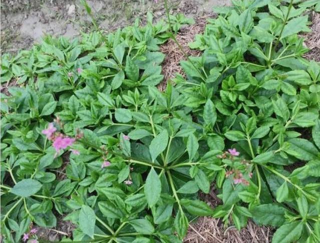 土人参|农村“野草”,价值超人参,以前不敢吃,今城里15一斤成稀罕货