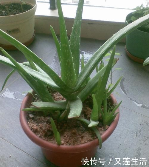 这3种花碰上雨天要搬回家,一淋雨就烂根,再次复花不容易