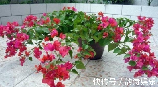 开花|三角梅开花的三个技能,掌握一个就能开花不断,并且一年都在开!