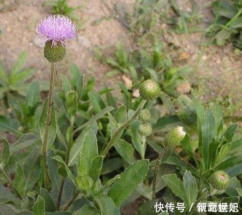 野菜|它被称为“天然抗生素”,农村常见,价值珍贵却惨遭忽视,可惜了
