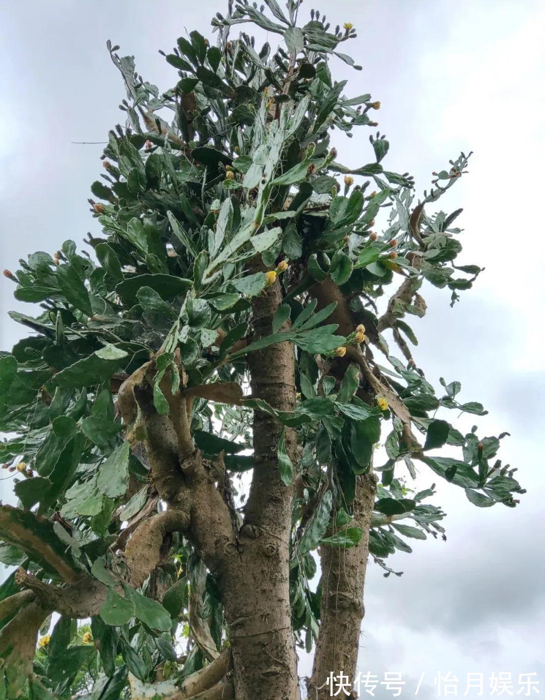 花也能成精,养成巨无霸,一次开花50朵,比小孩还高!